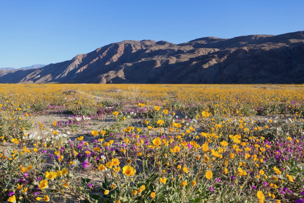 Field of flowers by mountains