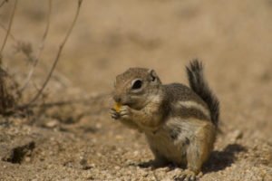 Mohave Ground Squirrel, Biological and Environmental Services